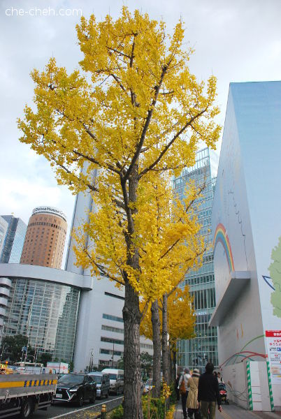 Golden Ginkgo Trees @ Osaka